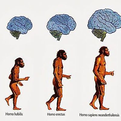 Timeline: orixe do home e proceso de hominización