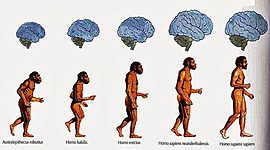 Timeline: orixe do home e proceso de hominización