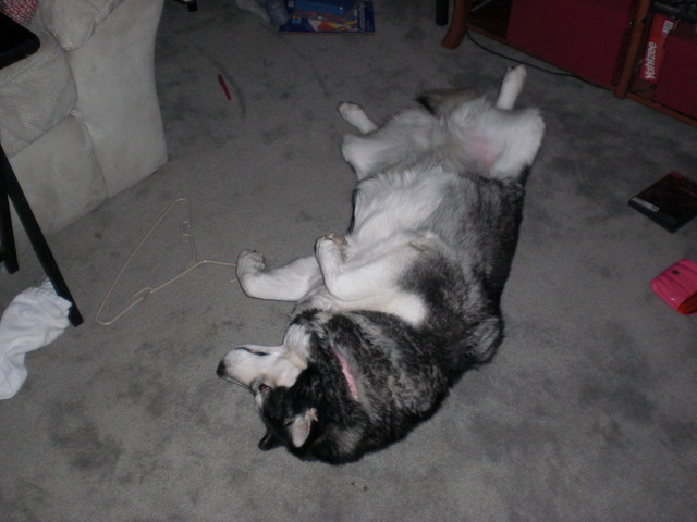 Dog has to be put down