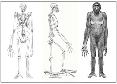 Ardiphithecus ramidus