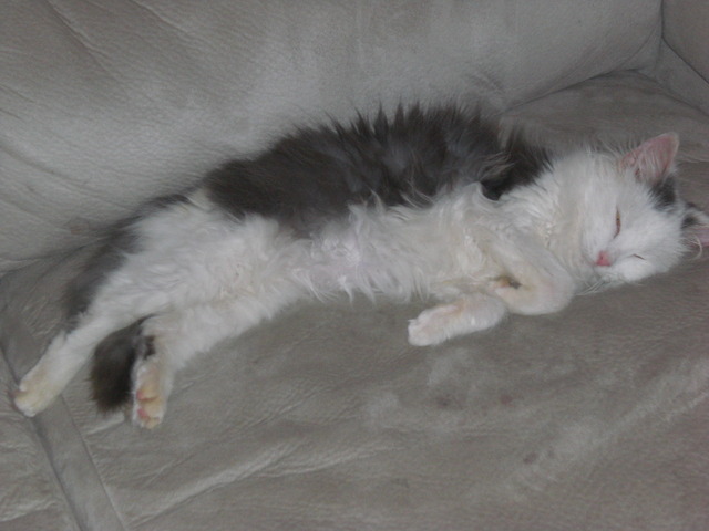 Got third cat Snowball