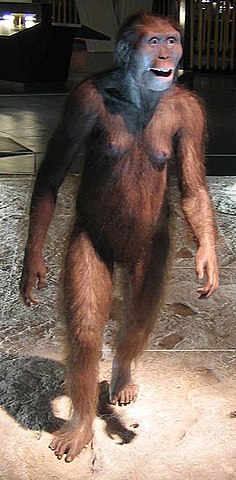 Australopithecus afarensis
