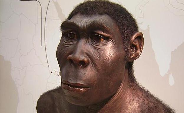 Homo erectus