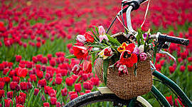 Timeline: Весенние праздники!