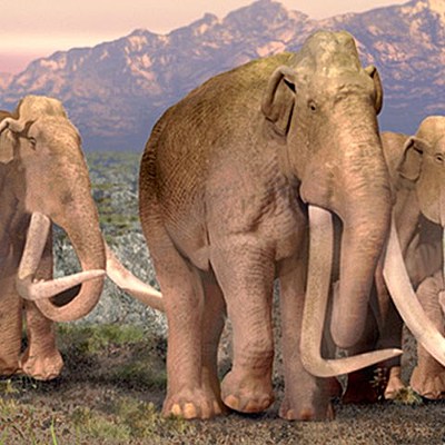 Timeline: STEM Challenge: It's All Relative (Elephant Organism)