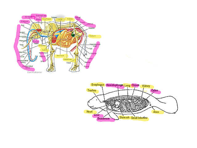 Anatomical Comparisons (this is showing the anatomical differences between one of the elephant's ancestors, the manatee, to its present-day anatomical structure)