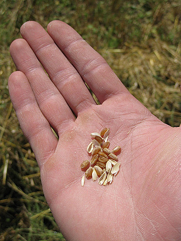 Stephen M. Babcock y Edwin B. Hart