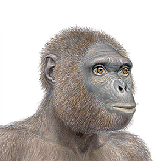 ARDIPITHECUS RAMIDUS  5,2 MA