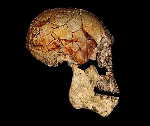 PRIMEROS HOMOS: Homo rudolfensis//1,7 MILLONES DE AÑOS ATRÁS