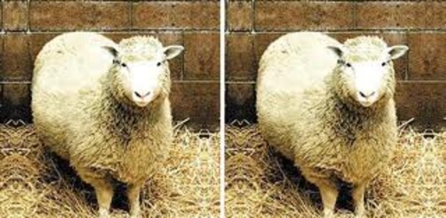 Scientists Cloned a Sheep