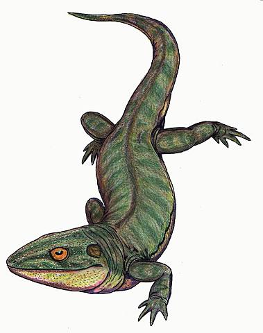 Perido Carbonifero 350-280 m.a.