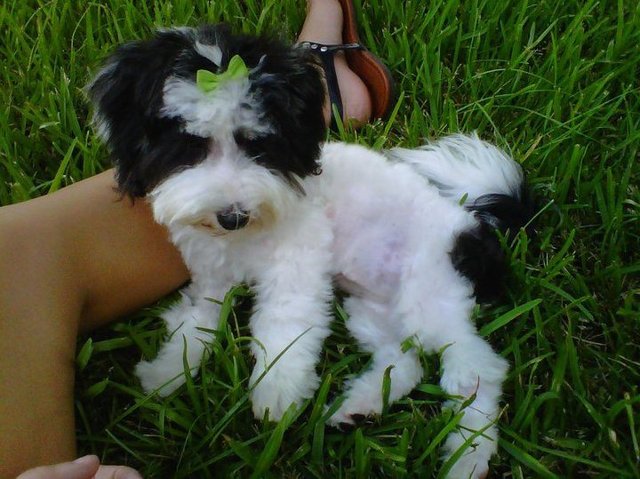 The day my puppy was born.