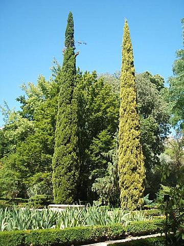 Primeras coniferas