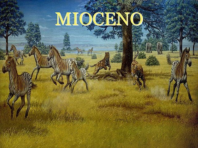 El mioceno