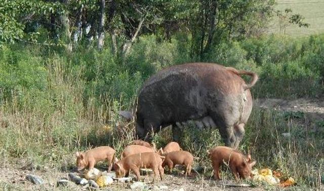 Jack and his hunters kills a sal.