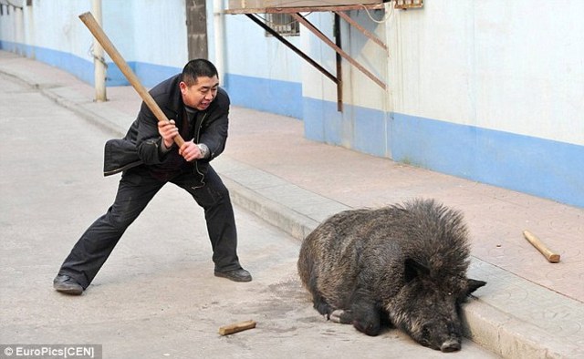 Jack Finally Killed  a Pig.