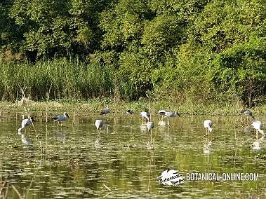 Convención sobre Humedales (Irán)