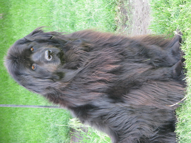 2nd Dog - Joy (Got For Christmas)