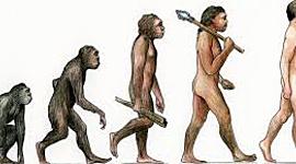 Timeline: A orixe do home e o proceso de hominización.