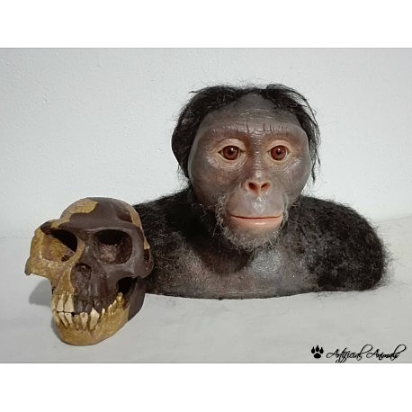 Ardipithecus ramidus.