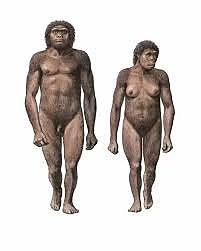 Homo habilis