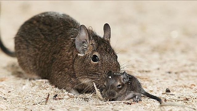 Seqüenciació i anàlisi del genoma de ratolí
