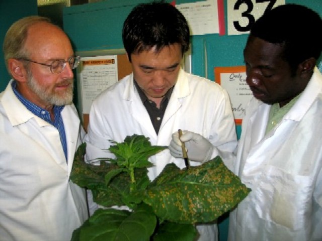 US Environment Protection Authority approves release of the first GM crop