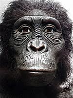 AUSTRALOPITHECUS ANAMENSIS (3,9 - 4,2 millóns de anos)