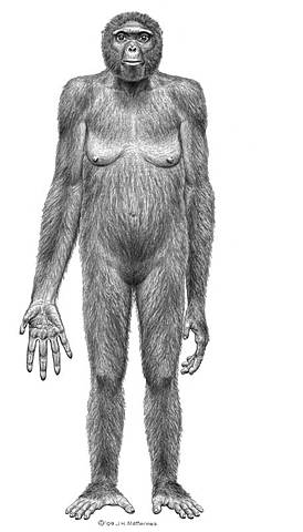 Ardipithecus Ramidus (4,1 - 4,4 m.a)