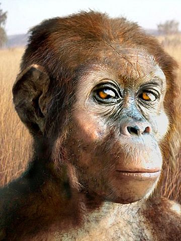 Australopithecus Afarensis (3 - 3,9 m.a)