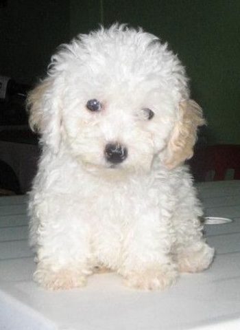 When I got my  first dog