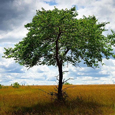 Timeline: Educación Ambiental