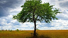 Timeline: Educación Ambiental