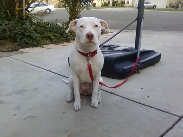 My 24 year old sister moved back into our house (she stil lives with us) she brought her now 1 year old dog chubbs with.