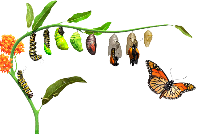 LA EVOLUCIÓN DE LA MARIPOSA