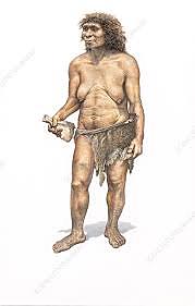 Homo neanderthalensis