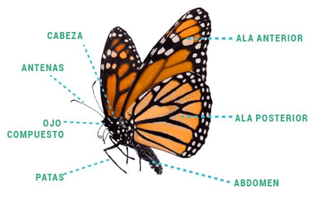 PROPIEDADES DE LA MARIPOSA