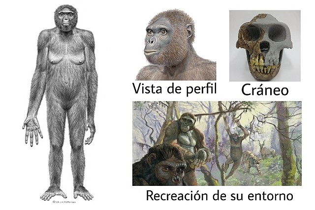 Ardipithecus ramidus     5.2 MA