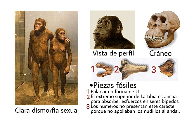 Australopithecus anamensis    4.2 MA