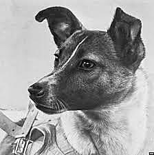 Soviets Send the First Organism to Orbit