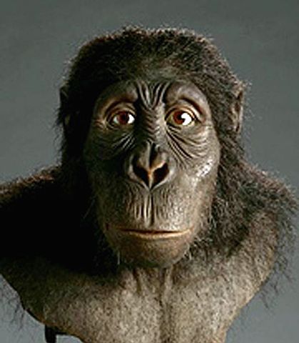 AUSTRALOPITHECUS ANAMENSIS