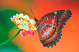 NUTRICIÓN DE LA MARIPOSA