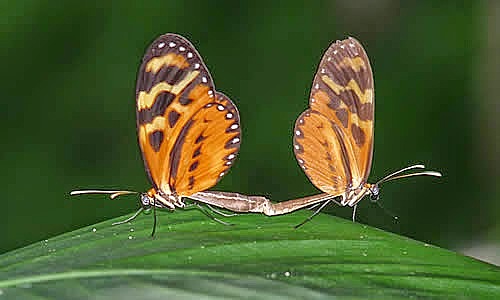 REPRODUCCIÓN SEXUAL DE LA MARIPOSA