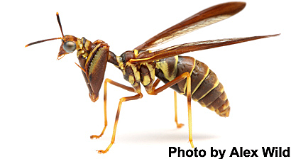 A história da Terra