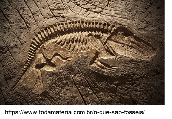 Diversificação dos Invertebrados