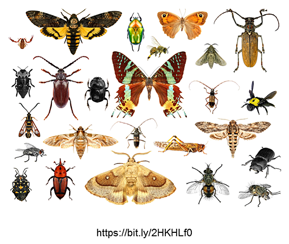 Aparecimento dos insetos