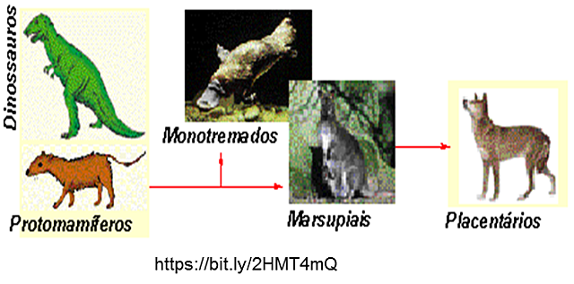 Aparecimento dos Mamíferos