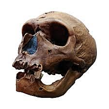 PRIMEROS HOMO: Homo Neanderthalis // 230.000 AÑOS ATRÁS