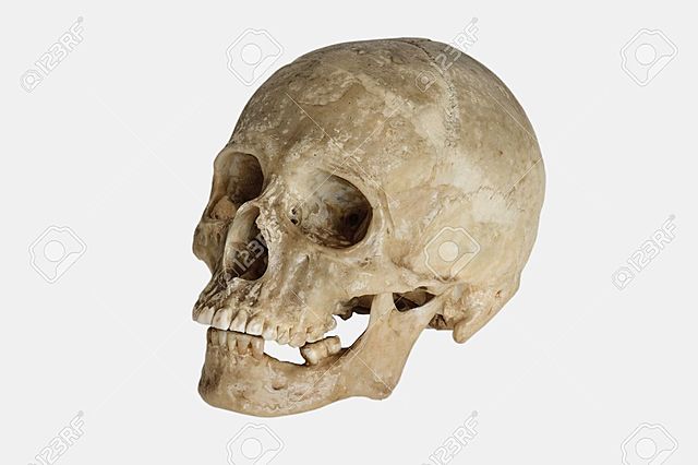 HOMO SAPIENS // 200.000 AÑOS ATRÁS