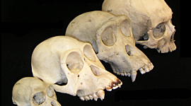 Timeline: EVOLUCIÓN DEL SER HUMANO